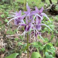 イカリソウ,オキナグサ,チューリップ,パンジー・ビオラ,クモマグサの画像