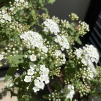 ベランダガーデニング,花のある暮らし,お花大好き♡,植物に癒されて,放任主義の画像
