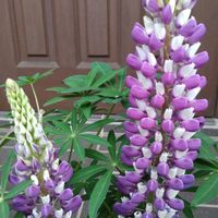 ルピナスの画像