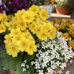 スミレ,プリムラ,ヒナソウ,寄せ植え,地植えの画像