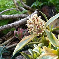 スキミア　マジックマルロー,ユーフォルビア ブラックバード,アネモネ フルゲンス,ふぶきs アネモネの画像