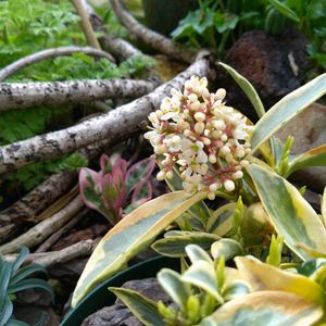 スキミア　マジックマルロー,ユーフォルビア ブラックバード,アネモネ フルゲンス,ふぶきs アネモネの画像