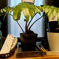 リュウビンタイ,観葉植物,リュウビンタイ科,トイレ・洗面所の画像