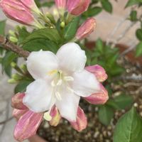 PW ワイゲラ　トリロジー,お花,花木,低木,おうち園芸の画像