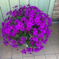 セネッティ,サンフラびと,サントリーフラワーズのあるくらし,サンフラアンバサダー2022,園芸鳶職人の画像