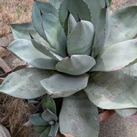 アガベ,アガベ品種不明,植物のある暮らし,そろそろ春,狭い庭での画像