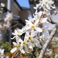 ジューンベリー,可愛い,白い花,好きな色,春の訪れの画像