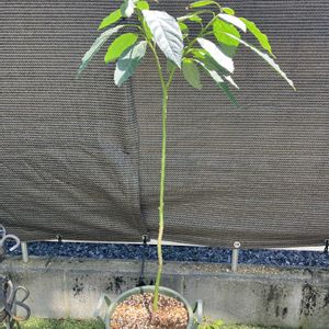 アボガド,多肉植物,塊根植物,コーデックス,花のある暮らしの画像