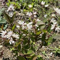 姫うつぎ,ナチュラルガーデン,春の庭,庭仕事　２時間の画像