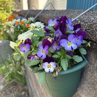 ビオラ,ハンキング,iPhone撮影,ほったらかしガーデニング,庭の画像