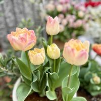 チューリップ,チューリップ・ピンクマジック,チューリップ　ブリスベン,お花が好き♡,繋がりに感謝✨の画像