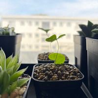 アフリカ亀甲竜,ディスコレア エレファンティペス,観葉植物,塊根植物,実生の画像