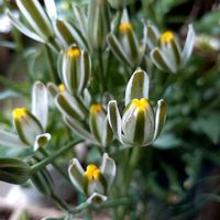 アルブカ,アルブカ　フミリス,アルブカ フミリスの花の画像