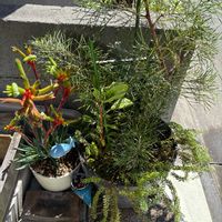 サボテン,グレヴィレア,英冠丸,英冠丸,カンガルーポーの画像