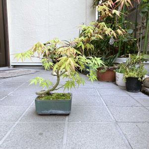 モミジ,モミジ,山もみじ,山もみじ,盆栽の画像