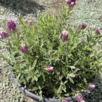 イングリッシュラベンダー,フレンチラベンダーバンデラピンク,花のある暮らし,癒しの時間,#デンカ土作り部会の画像