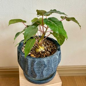 フィカス ペティオラリス,観葉植物,植え替え,ジャングル化計画,フィカス属の画像