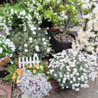 アリッサム,コデマリ,コンボルブルス,ヒメリンゴ,ローダンセマムの画像