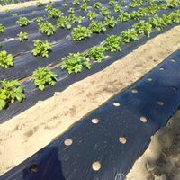 ジャガイモ,枝豆,サンチュ,べんり菜,トウモロコシの画像