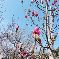 モクレン,バイクでキョロキョロ花散歩,刈羽村花散歩の画像