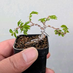 ニレケヤキ,盆栽,ミニ盆栽,盆栽苗木,まめ盆栽の画像