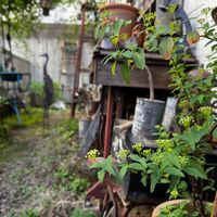 アジュガ,コデマリ,サビサビ,可愛い,古道具の画像