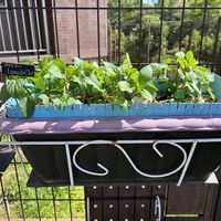 ハーブ,ハーブガーデン,ハーブ男子,小さな庭の画像