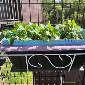 ハーブ,ハーブガーデン,ハーブ男子,小さな庭の画像