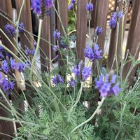 レースラベンダーの画像