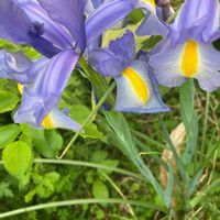 ハナショウブの画像