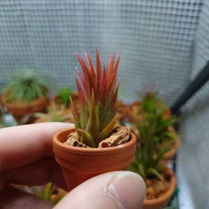 チランジア,ティランジア,ティランジア　イオナンタ,エアプランツ,植物のある暮らしの画像