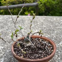 クワ,盆栽,小品盆栽,挿し木の画像