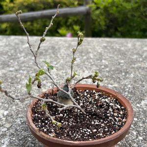 クワ,盆栽,小品盆栽,挿し木の画像