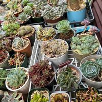 春萌,桜吹雪,桜吹雪,多肉植物いろいろ,福だるまの画像