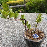 クチナシ,一寸法師,盆栽,自作鉢,小品盆栽の画像