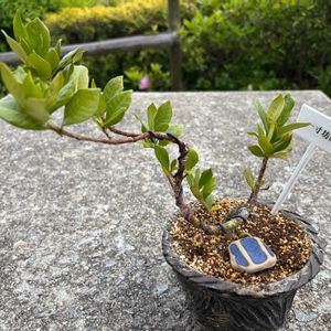 クチナシ,一寸法師,盆栽,自作鉢,小品盆栽の画像