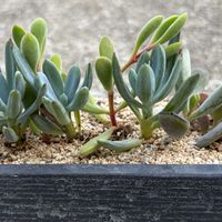 ワテルメイエリー,ロゲルシー,福娘,ブルームーン,天錦章の画像