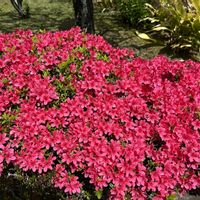ツツジ,芍薬,馬酔木(アセビ）,モミジの花,藤（ふじ）の画像