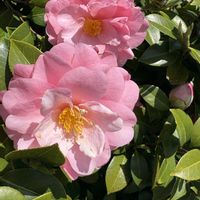 ツバキ,ニワザクラ,ニワザクラ,リュウキンカ,黄色い花の画像