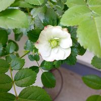 ミニバラの画像