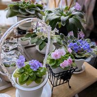 セントポーリア,ミニセントポーリア,ディーンズバニーブルー,セントポーリア　セトコ,セントポーリア　セトコの画像