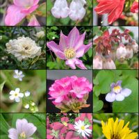 ガザニア,シラン,ラズベリー,ピンクハクチョウゲ,花のある暮らしの画像