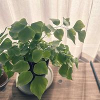 アジアンタム ペルビアナムの画像