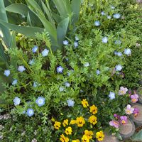 セージ,ネモフィラ,ビオラ,ルバーブ,赤花クリーピングタイムの画像