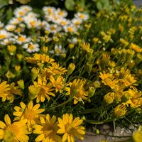 ノースポール,ハーデンベルギアの画像