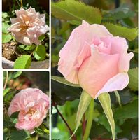 オダマキ,オダマキ,クレマチス,ゼラニウム,ゼラニウムの画像