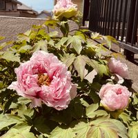 ストック,チューリップ,ネモフィラ,ボタン,牡丹の蕾の画像