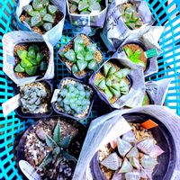 ハオルチア,アガベ,ハオルチア オブツーサ,多肉植物,ハオルチア属の画像