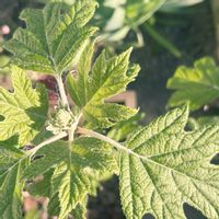 カシワバアジサイ,カシワバアジサイ・スノーフレークの画像