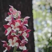 エビネ,シラン,ローダンセマム,ガーデンシクラメン,花菖蒲の画像